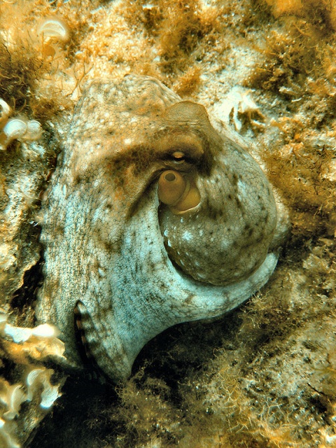 octopus-1