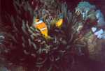 anemon fish