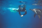 dolphin2