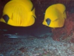 hiding shark