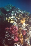 reef