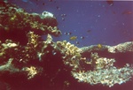 reef2