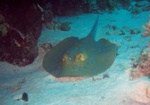 ray