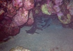 shark