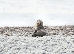 babyseal