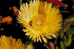 bee_in_flower