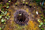 fern_inside