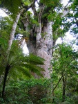 kauri