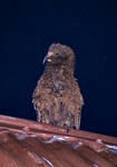 kea2